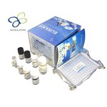 ELISA Kit Manufacturer - Rabbit VCAM-1 Vascuolar Cell Adhesion Molecule 1