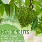 Soursop Graviola Liquid Drops Manufacturer - Organic Extract for Immune Support & VitaSpring OEM