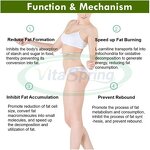 Green Tea Capsules Manufacturer - 1000mg L-Carnitine with Moringa Extract Probiotics & VitaSpring