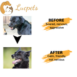 Pet Pheromone Spray Manufacturer - APPA Plastic Dog Calming Training Behavior Easy-Operate