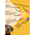 Pet Multivitamin Supplements Manufacturer - Essential Premium Nutritional Health Care