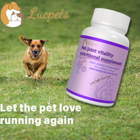 Pet Joint Care Tablets Manufacturer - Collagen Curcumin Grain-Free Cat Dog Formula