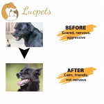 Dog Pheromone Spray Manufacturer - Behavioral Improvement Loud Noise Tolerance Training