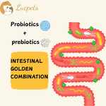 Pet Probiotic Supplement Manufacturer - Gut Conditioning Digestive Health Care