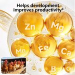 Calcium Feed Supplement - All-Stage Swine Weaning to Gestation Improve Litter Size