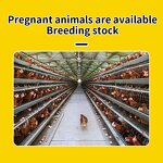 Poultry Livestock Premix - Vitamin Mineral Antibiotic Antibacterial Health Booster