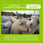 Calcium Feed Supplement - All-Stage Swine Weaning to Gestation Improve Litter Size