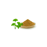 Ginkgo Biloba Extract Manufacturer - Powder CAS 90045-36-6 & Factory Wholesale