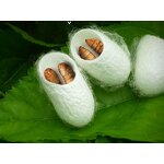 Silkworm Pupa Amino Acids - 98% Food Grade Silkworm Chrysalis Amino Acids