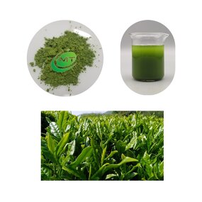 Japanese Matcha Powder - 100% Pure 1000-3000 Mesh Ceremonial Grade Wholesale