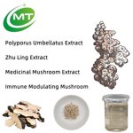 Polyporus Umbellatus Extract - Zhu Ling Mushroom Natural Immune Support