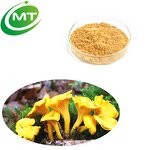Chanterelle Mushroom Extract - Cantharellus Cibarius Anti-Aging Skincare