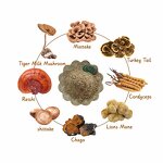 Agaricus Blazei Extract - Natural Mushroom Immune Support Plant Extract Free Sample