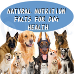 Dog Muscle Gain Chew - Manufacturer - N in 1 Grain-Free High Protein Natural Ingredients Pets