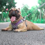 Pet Grooming Glove - Manufacturer - Private Labelling Hair Remover Comb Gloves Cat Dog