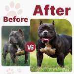Dog Weight Gain Supplement - Manufacturer - High Protein Tablets Powder Immune System Builder