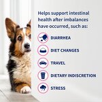Dog Digestive Tablet - Manufacturer - 60 Chewable Multiple Strains Prebiotics Probiotics Powder