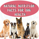 Dog Fertility Supplement - Manufacturer - Professional Custom Brand OEM Prenatal Vitamins Cycle