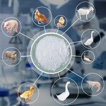 Layer Premix Manufacturer - Poultry Feed Additive