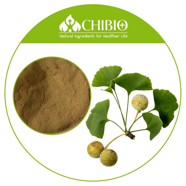 Ginkgo Biloba Extract - Manufacturer - Natural Sourced for Physical Health Care