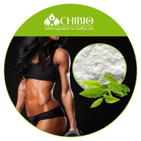 Theacrine Powder - Manufacturer - Kucha Tea Extract Wholesale Bulk for Body Health