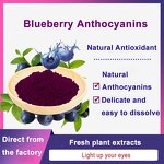Blueberry Extract Powder Manufacturer - 25% Anthocyanins Natural