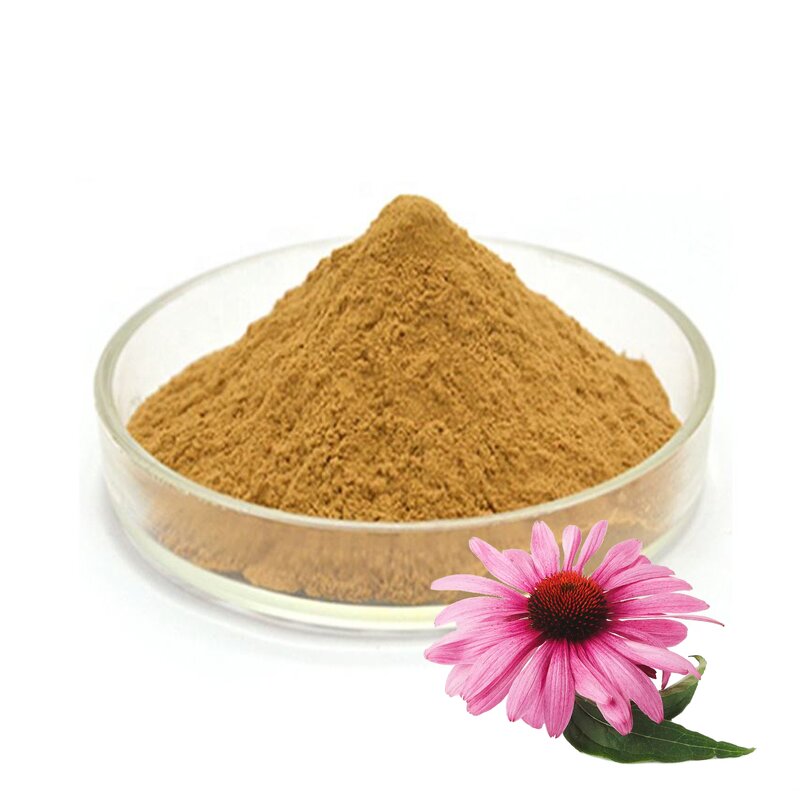 Echinacea Extract Powder Manufacturer - Organic Purpurea Herb
