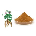 Kudzu Root Extract Powder Manufacturer - 99% Herbal 10% Puerariae