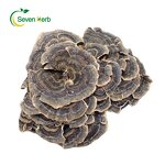 Turkey Tail Mushroom Manufacturer - Dried Coriolus Versicolor