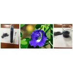 Butterfly Pea Powder Manufacturer - Natural Pigment Fine Tea Flower