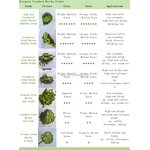 Matcha Powder Manufacturer - OEM Private Label 100% Natural Organic Bulk