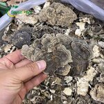 Turkey Tail Mushroom Manufacturer - Dried Coriolus Versicolor