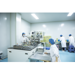 Butterfly Pea Flower Manufacturer - Dried Thailand Blue Tea