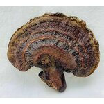 Shiitake Extract Powder Manufacturer - Organic 10%-50% Polysaccharides