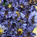 Blue Lotus Flowers Manufacturer - Dried Ground Whole Organic
