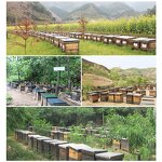 Honey Powder Manufacturer - 100% Pure Freeze-Dried Lyophilized