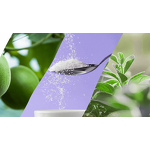 Stevia Powder Manufacturer - Rebaudioside A 97%-98% Erythritol Blend