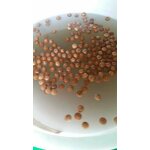 Macadamia Nuts Manufacturer - Shelled Hawaii New Crop