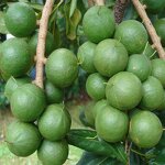 Macadamia Nuts Manufacturer - Shelled Hawaii New Crop