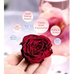 Rose Flower Tea Manufacturer - First-Harvest Large Blossoms of Organic Yunnan Roasted Dried Mohong Fragrant Nourishing Canned