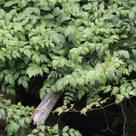 Flavored Tea Manufacturer - Gu Tengcha Tengxuancui Organic Steamed Health in Bag Packaging From Yunnan