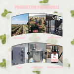 Rose Essential Oil Manufacturer - Best Selling 100% Pure Natural for Skin Care Massage Oil Customized