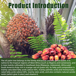 Palm Oil Manufacturer - High Quality 100% Purity Organic 1/5/20/25L Food Grade Bulk Packaging Wholesale for Essential Oil