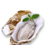 Oyster Extract Powder - 98% 99% Purity & Nutritional Supplement