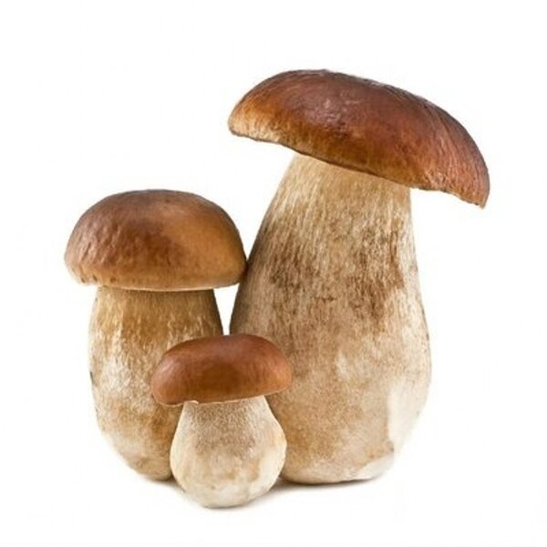 Boletus Edulis Extract Powder Manufacturer - 30% Polysaccharide