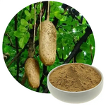 Kigelia Africana Extract Manufacturer - 100% Natural Fruit Extract