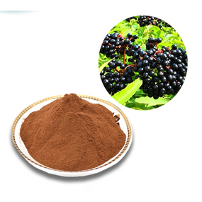 Black Elderberry Extract Powder Manufacturer - 25% Anthocyanins Bulk