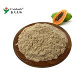 Papaya Powder Manufacturer - 100% Pure Natural Fruit Powder