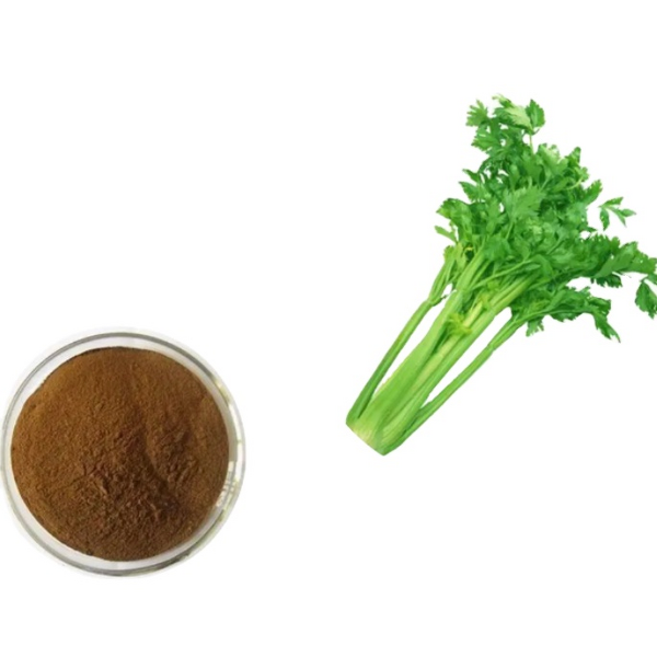 Celery Juice Powder Manufacturer - 100% Organic Seed Extract