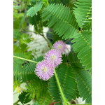 Mimosa Root Extract Powder Manufacturer - Mimosa Bark Extract